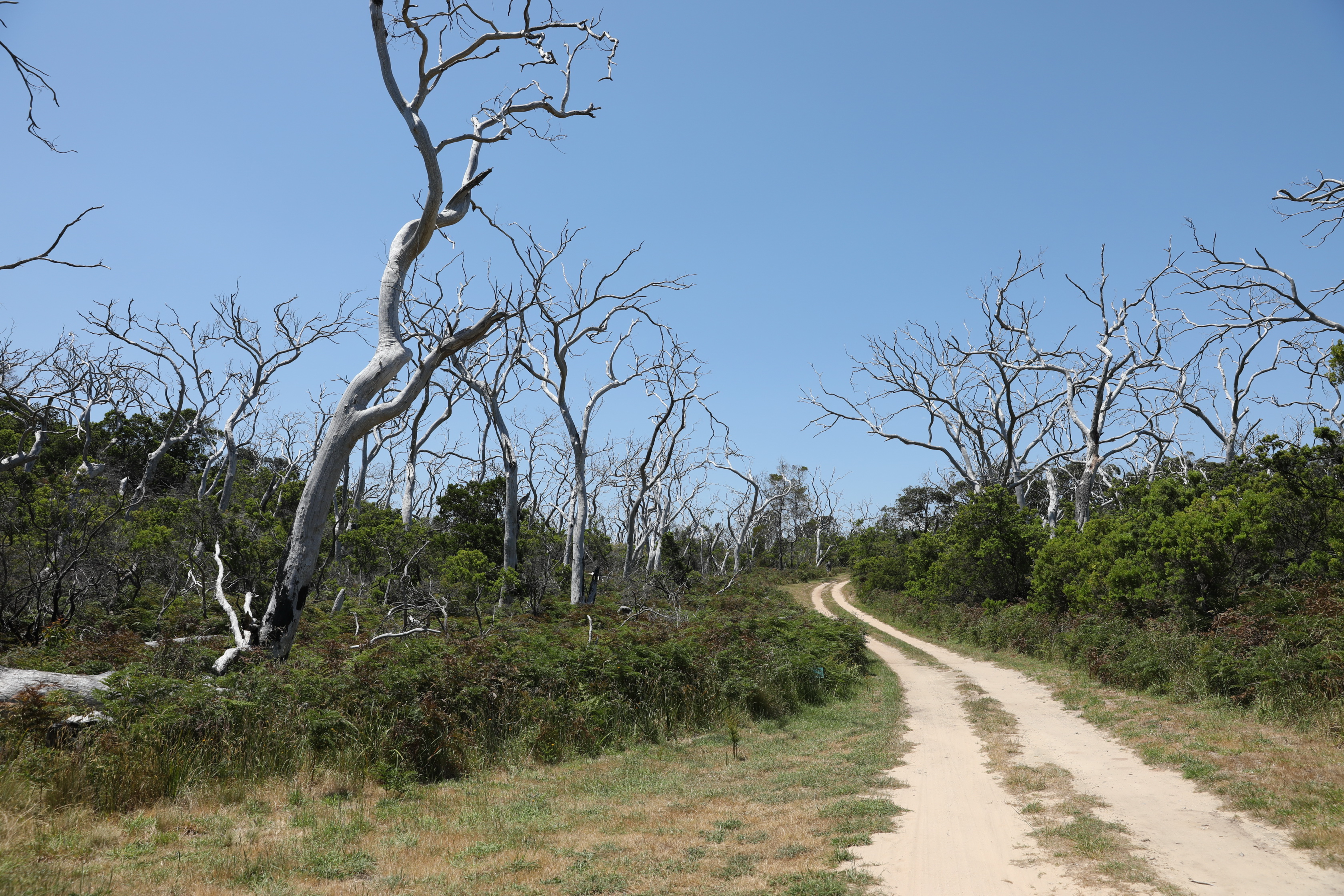 Auf dem Rückweg vom Cape Otway